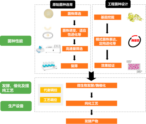 2023年全球及中国工业生物技术行业下游细分应用市场发展规模研究预测及未来市场投资潜力可行性研究